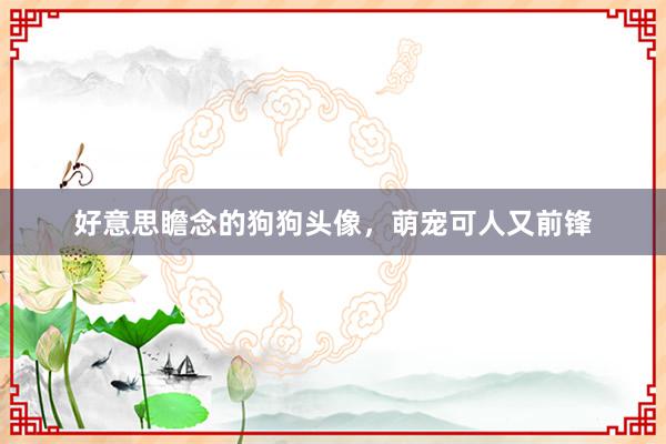 好意思瞻念的狗狗头像，萌宠可人又前锋